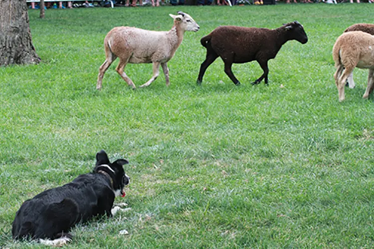 sheep-herding